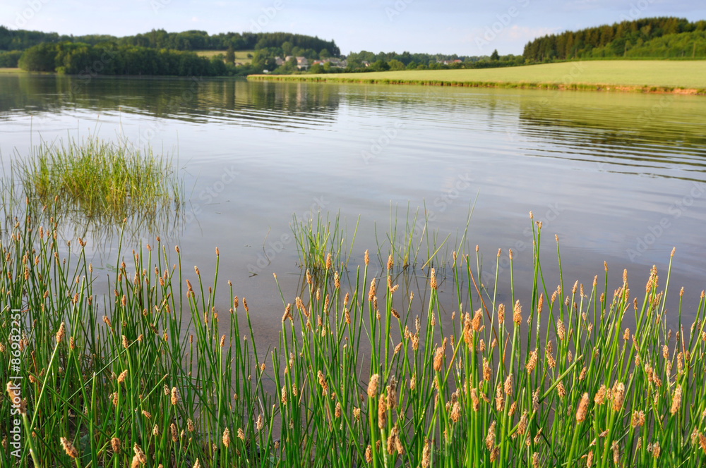 graminées sur les berges dun lac (saint Aignan - Morvan)