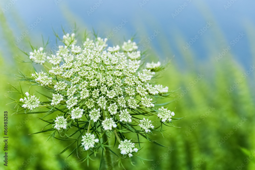 野生胡萝卜花特写