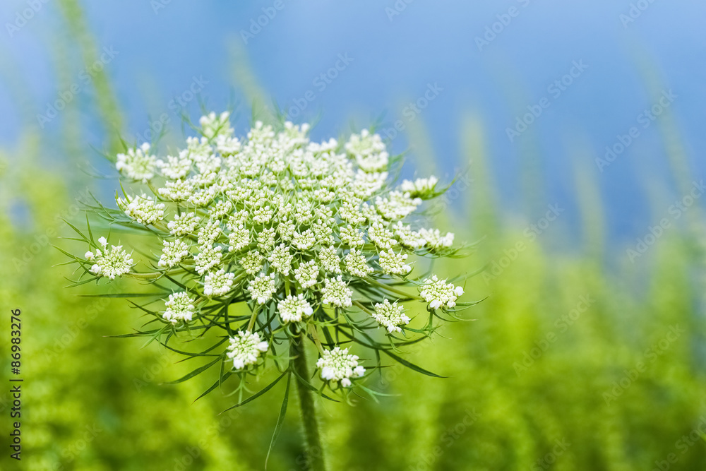 女王退火蕾丝