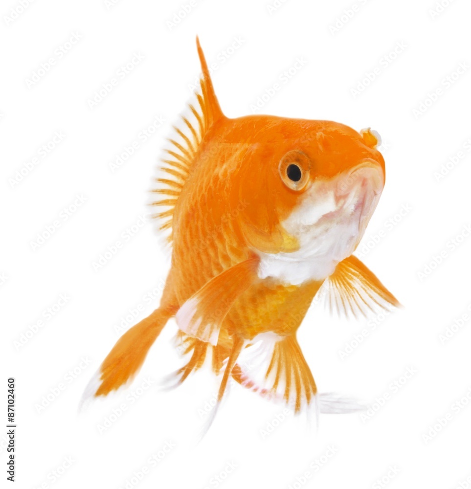 Goldfish, Fish, Underwater.