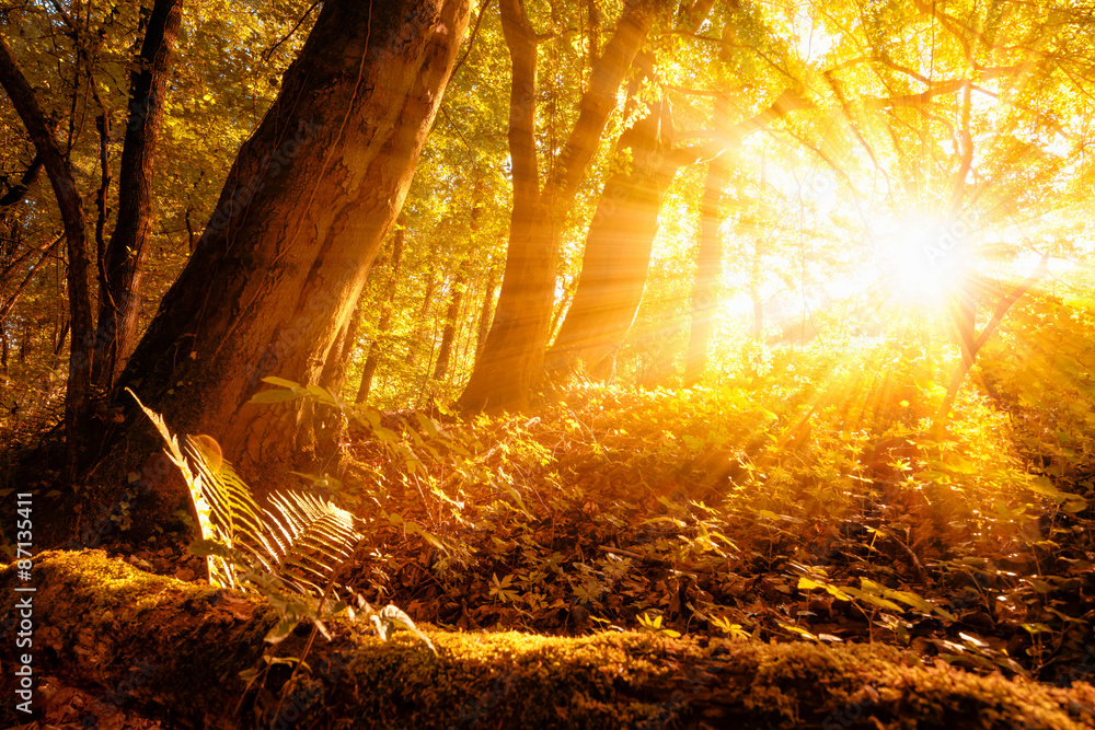 Sonnige Herbstszene im Wald