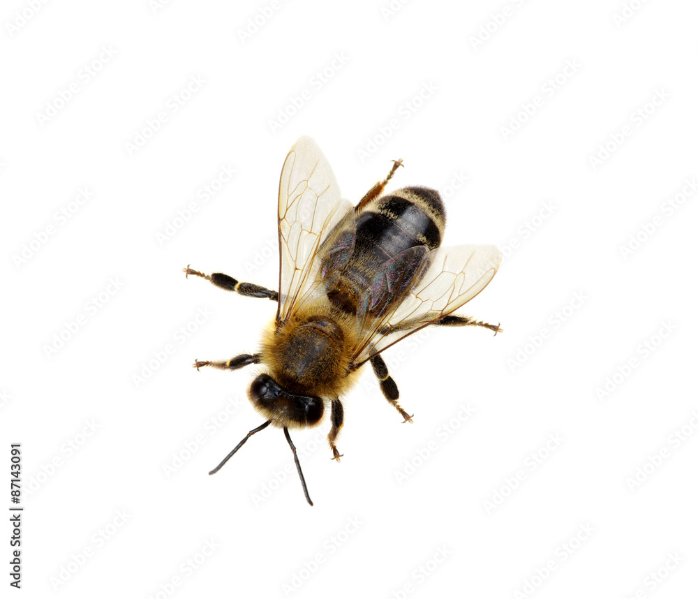 Bee