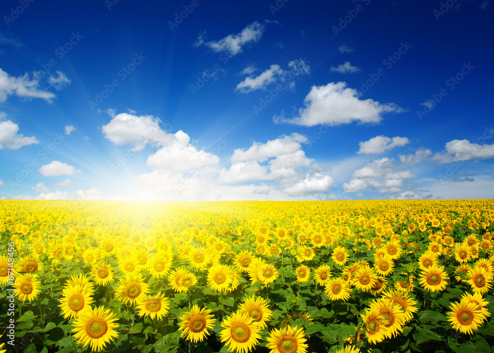  sunflowers and sun