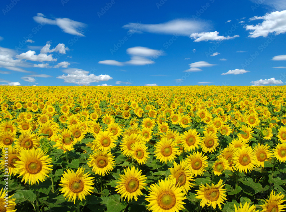 sunflowers field