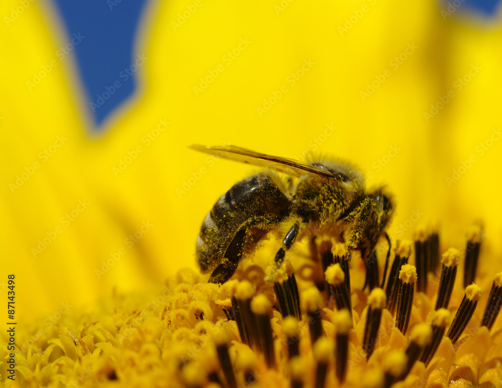 bee and sunflower