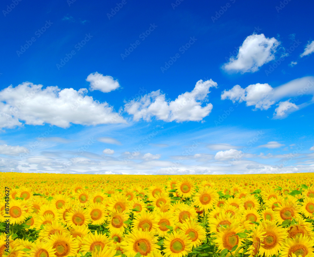 sunflowers field