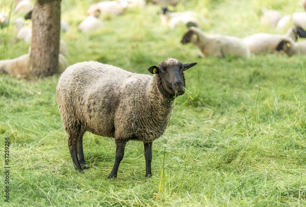 Schafe auf der Weide