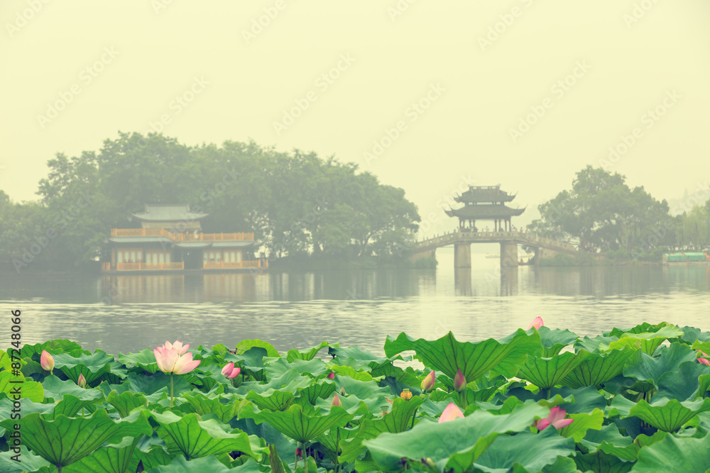 hangzhou west lake Lotus in full bloom in a misty morning，in China