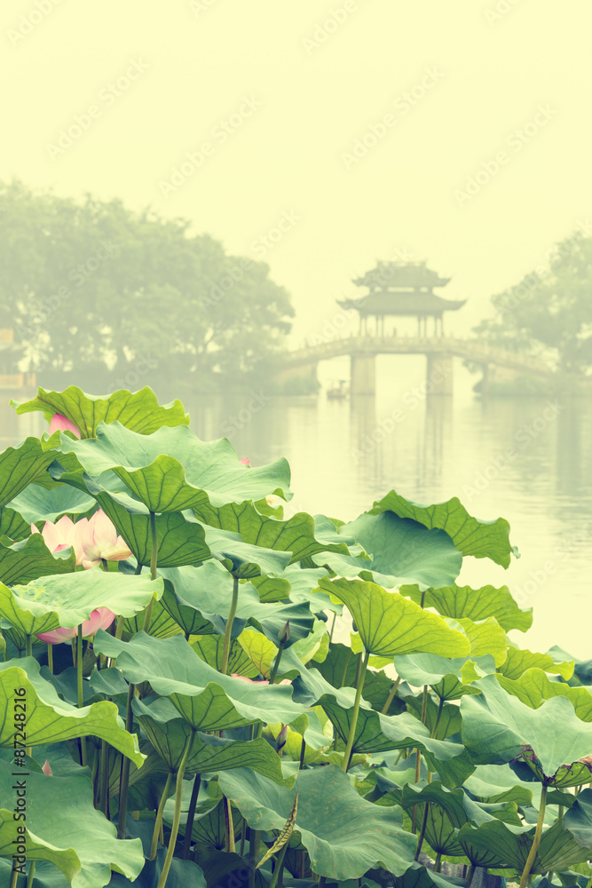 hangzhou west lake Lotus in full bloom in a misty morning，in China