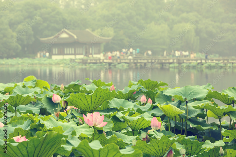 hangzhou west lake Lotus in full bloom in a misty morning，in China