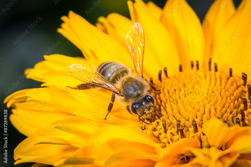 Bee on the flower close up