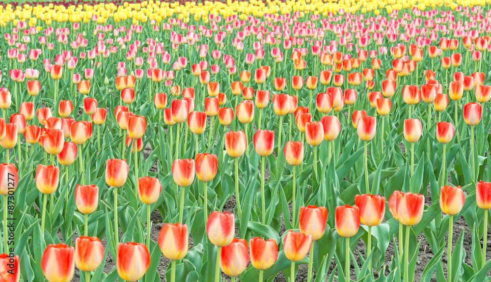 Colorful tulips in flower garden