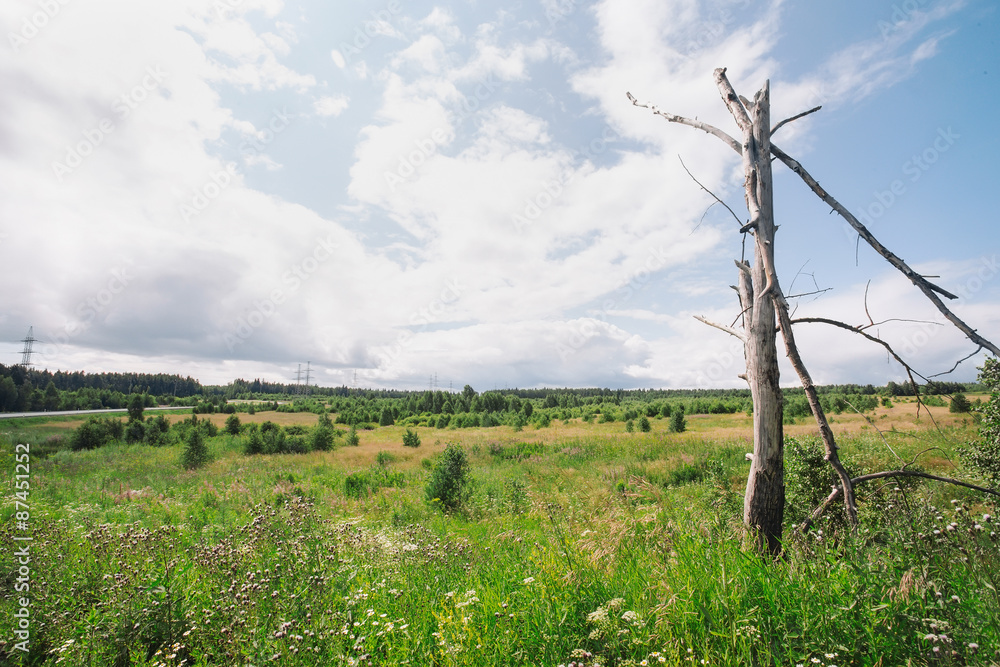 Summer forest