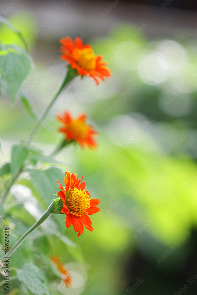 紫丁香花