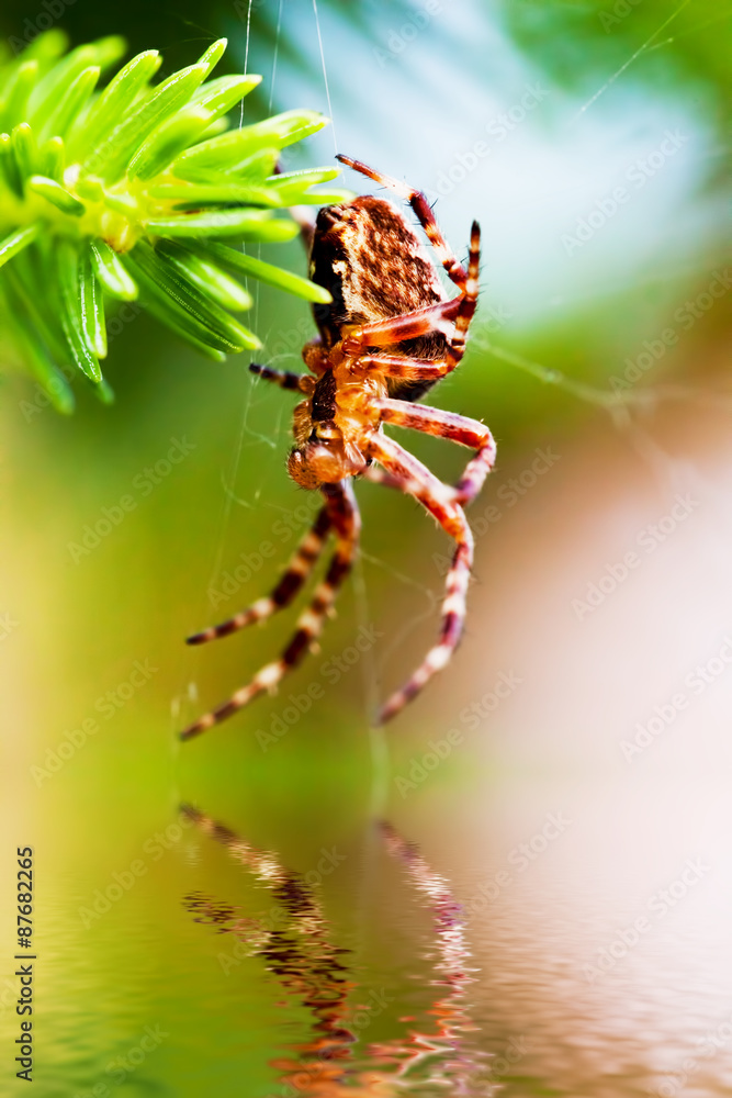 被称为十字蜘蛛的欧洲花园蜘蛛。Araneus diadematus物种