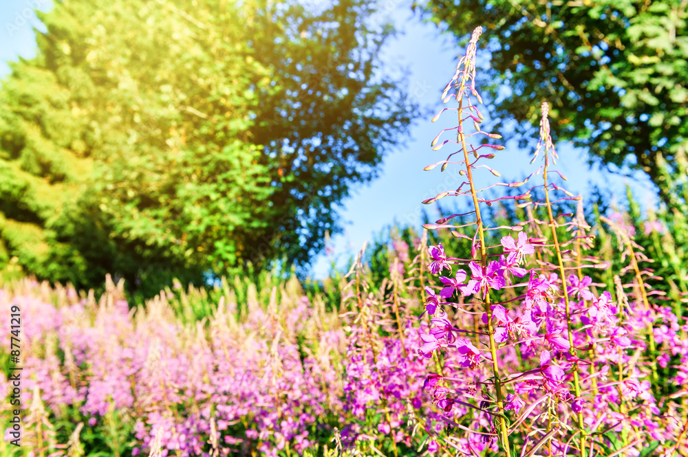 盛开的烟火花特写