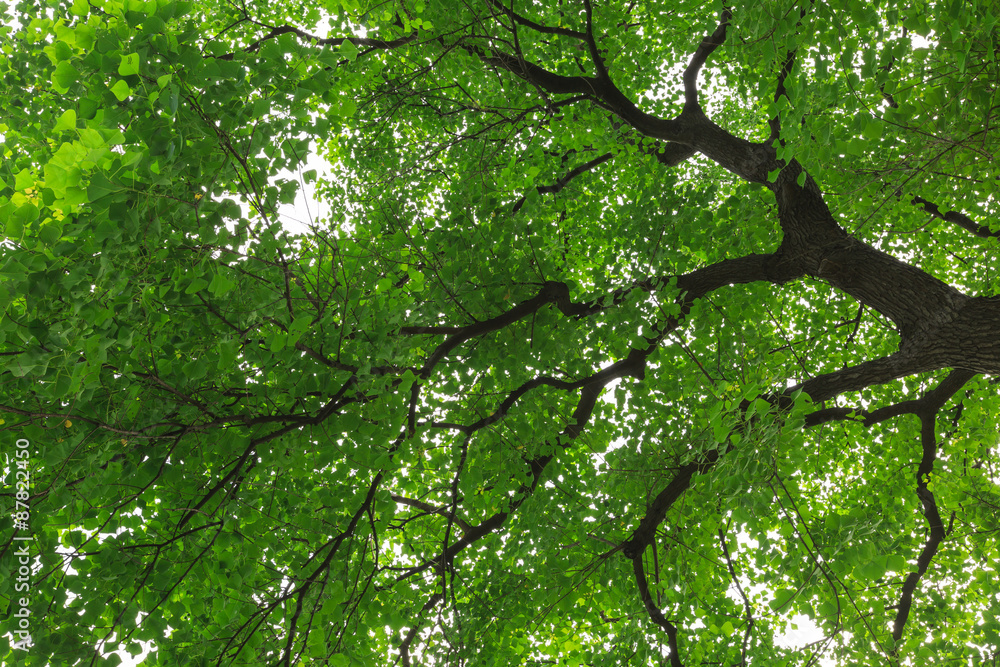 forest trees， nature green backgrounds