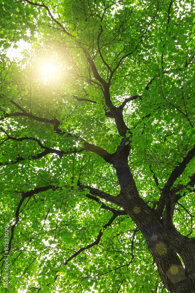 forest trees， nature green backgrounds