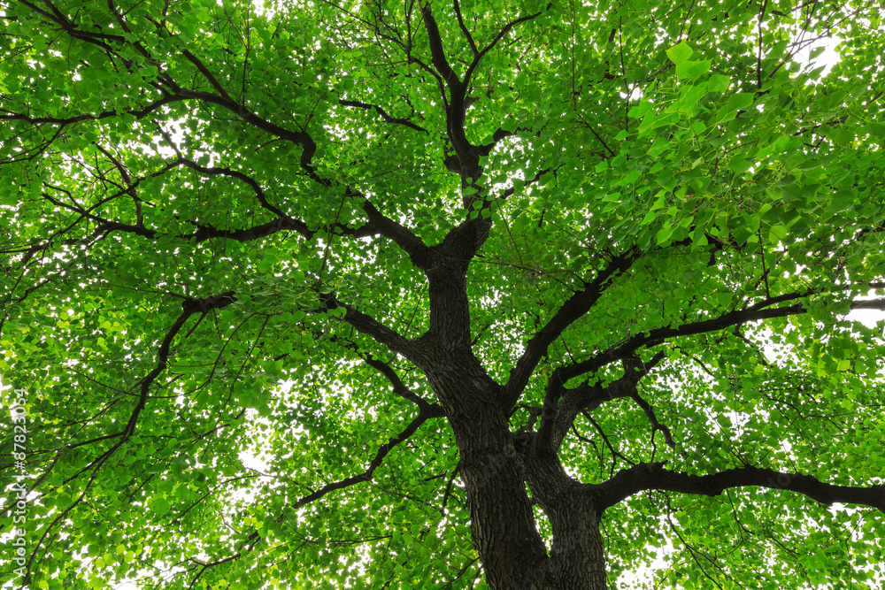 forest trees， nature green backgrounds