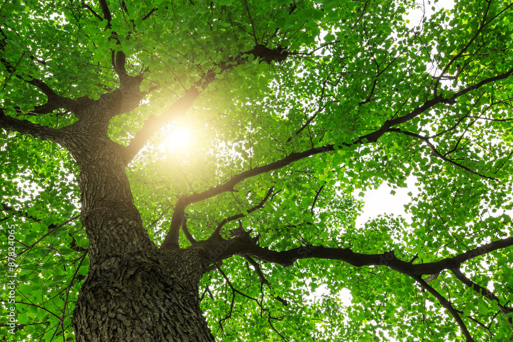 forest trees， nature green backgrounds