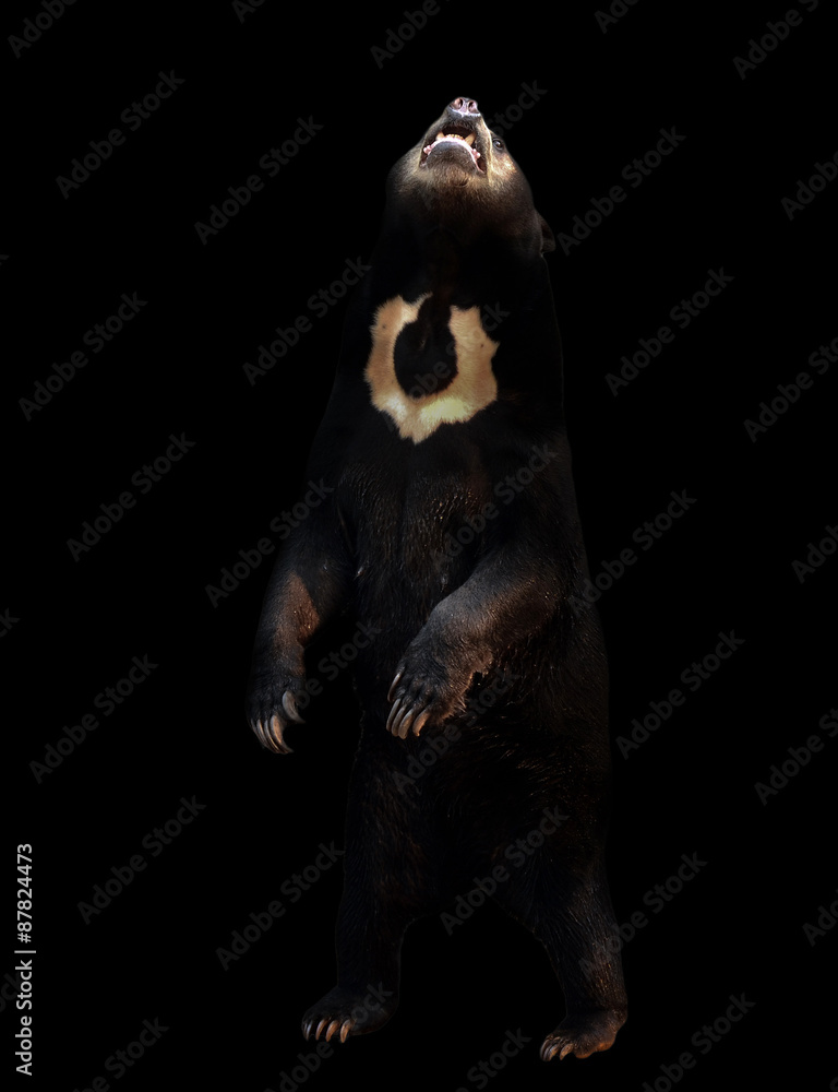 malayan sunbear in the dark background