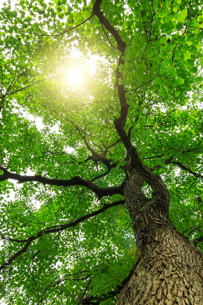 forest trees， nature green backgrounds