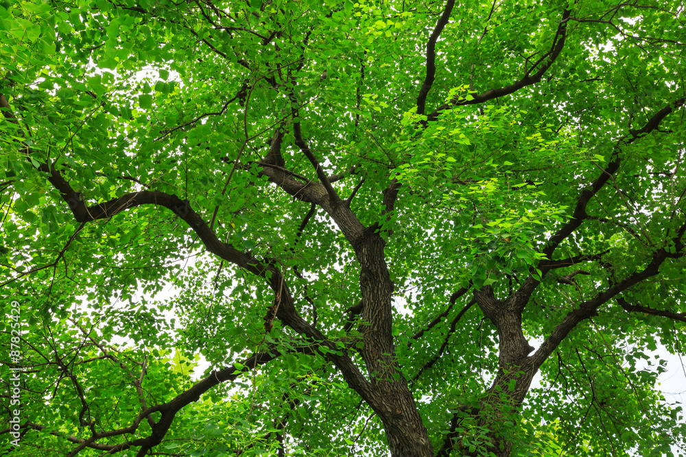 forest trees， nature green backgrounds