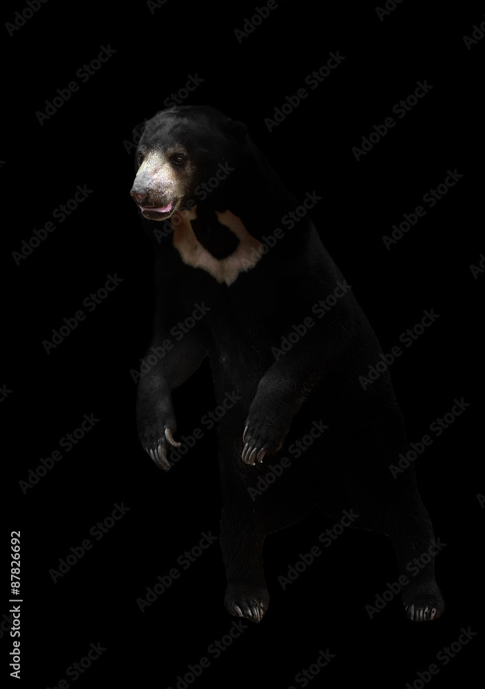 malayan sunbear in the dark background