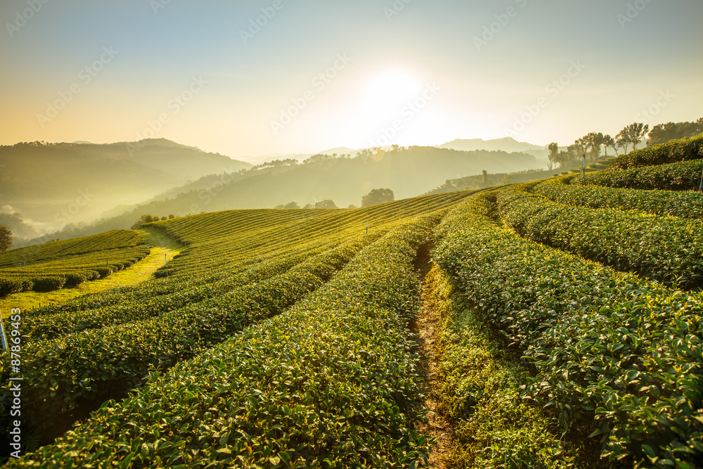 茶园景观日出