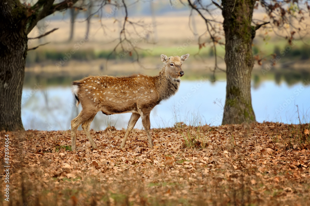 Whitetail Deer standing in autumn day