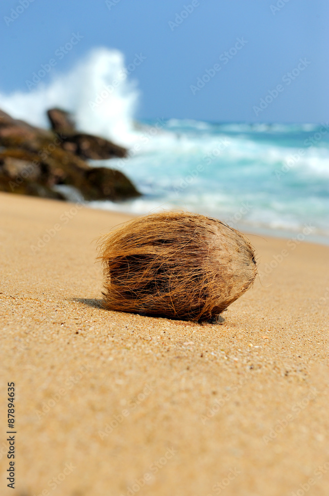 热带海滩上的椰子