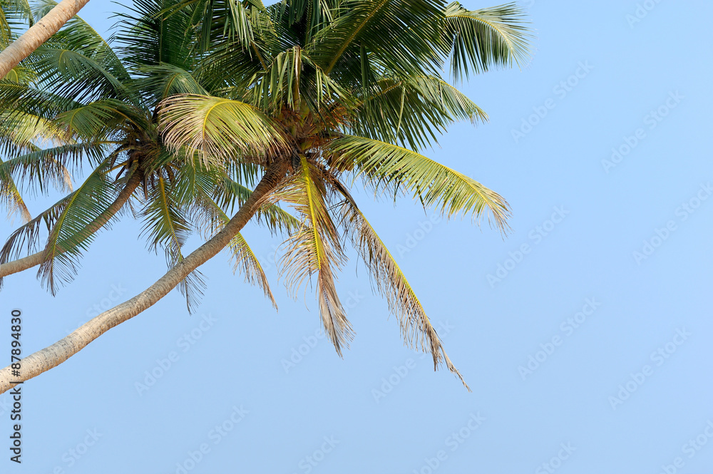 Palm tree