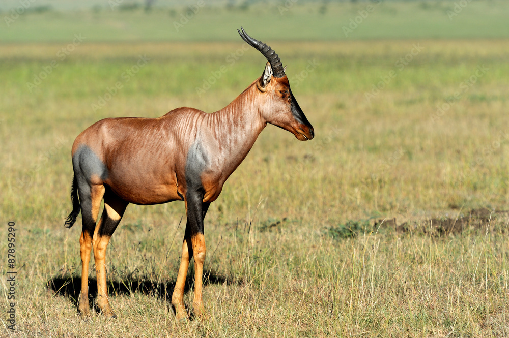 Topi Antelope