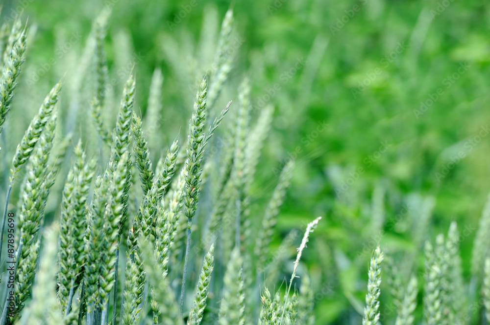 Green wheat in the field