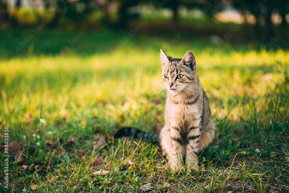 可爱的塔比灰猫小猫