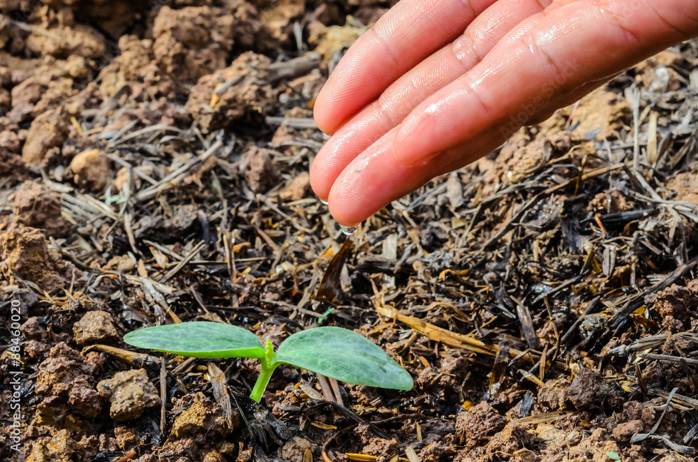 Agriculture , Seeding , Seedling , Male hand watering young tree