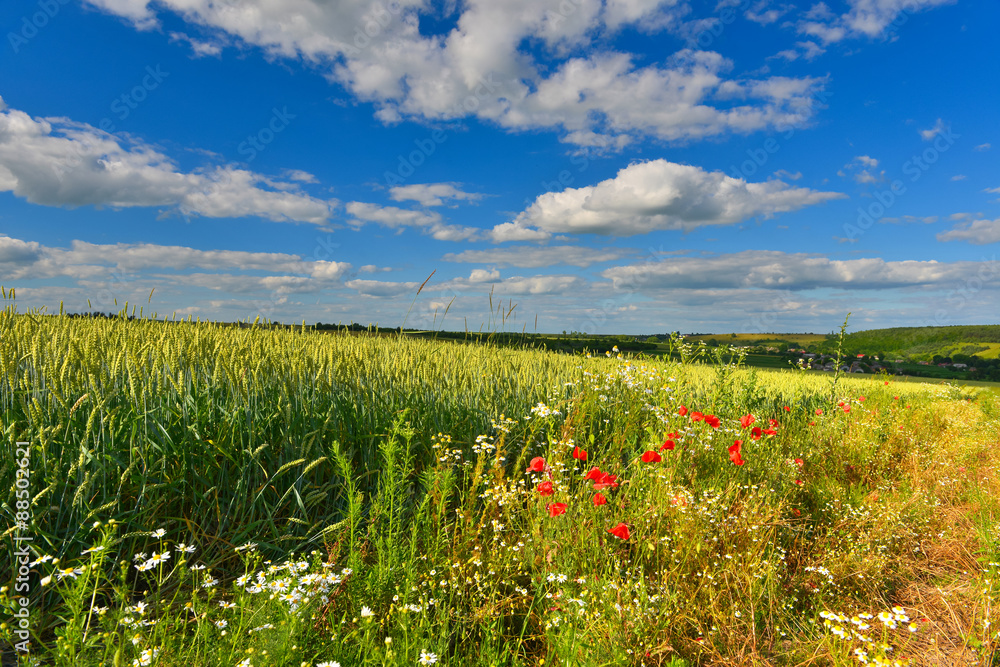 Summer fields