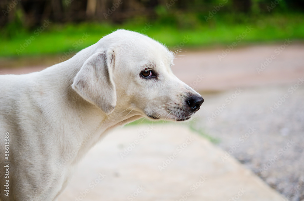 cute dog sitting portrait