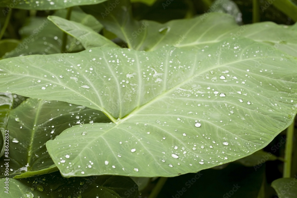 水滴落在树叶的自然背景上。