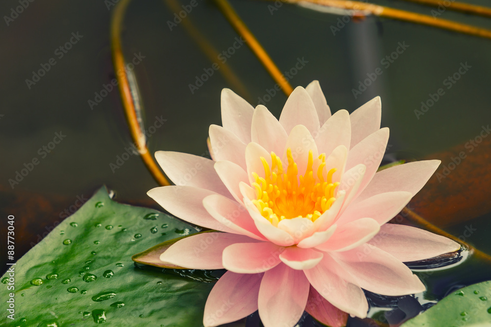 Beautiful  waterlily or lotus flower blooming in the pond