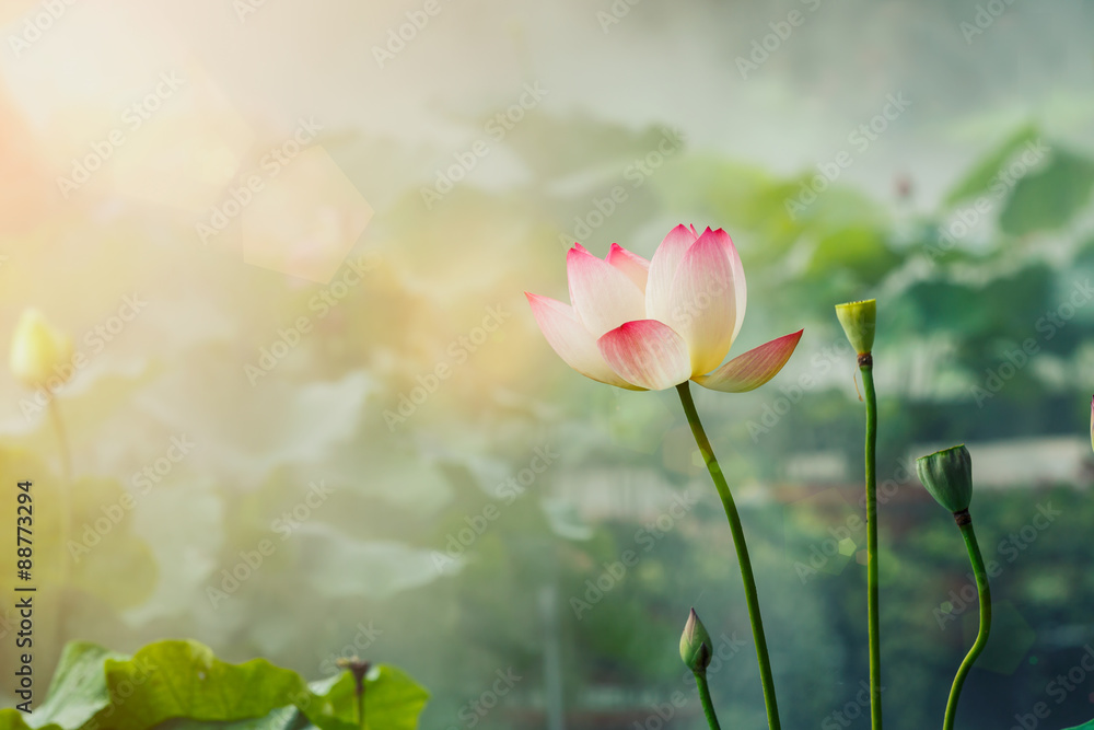 The beautiful pond lotus in foggy weather