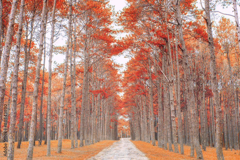 Sand lane with trees on a sunny day in autumn