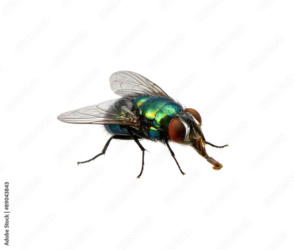 green fly