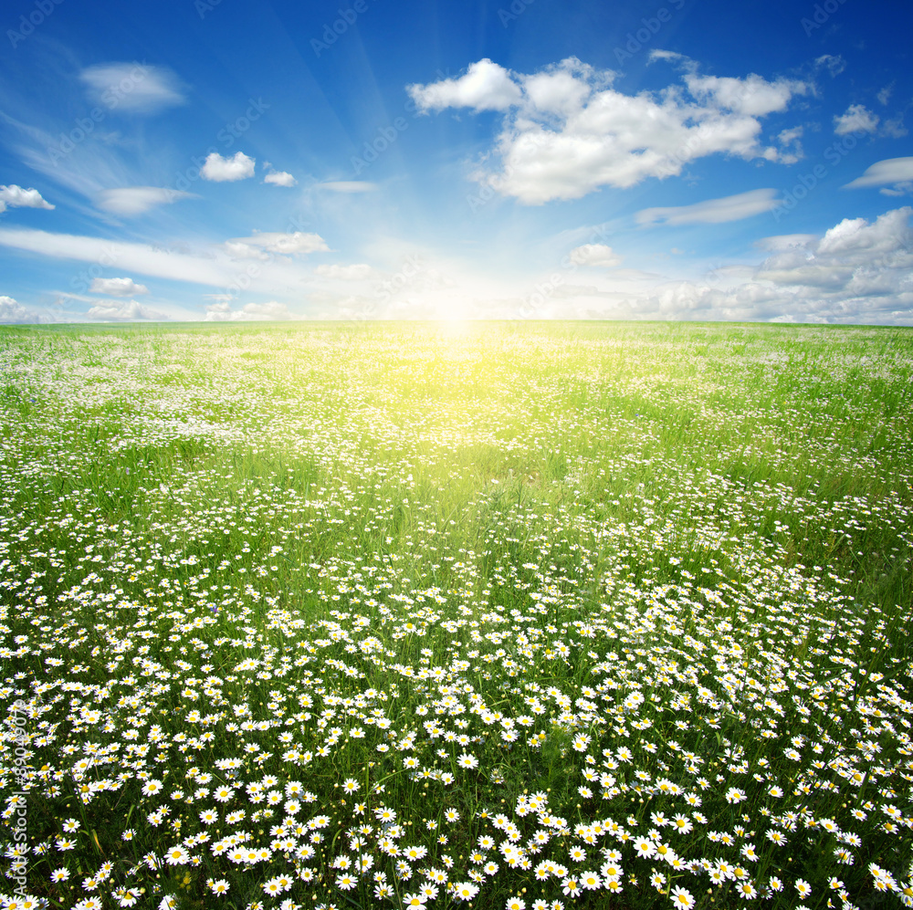  daisy flowers