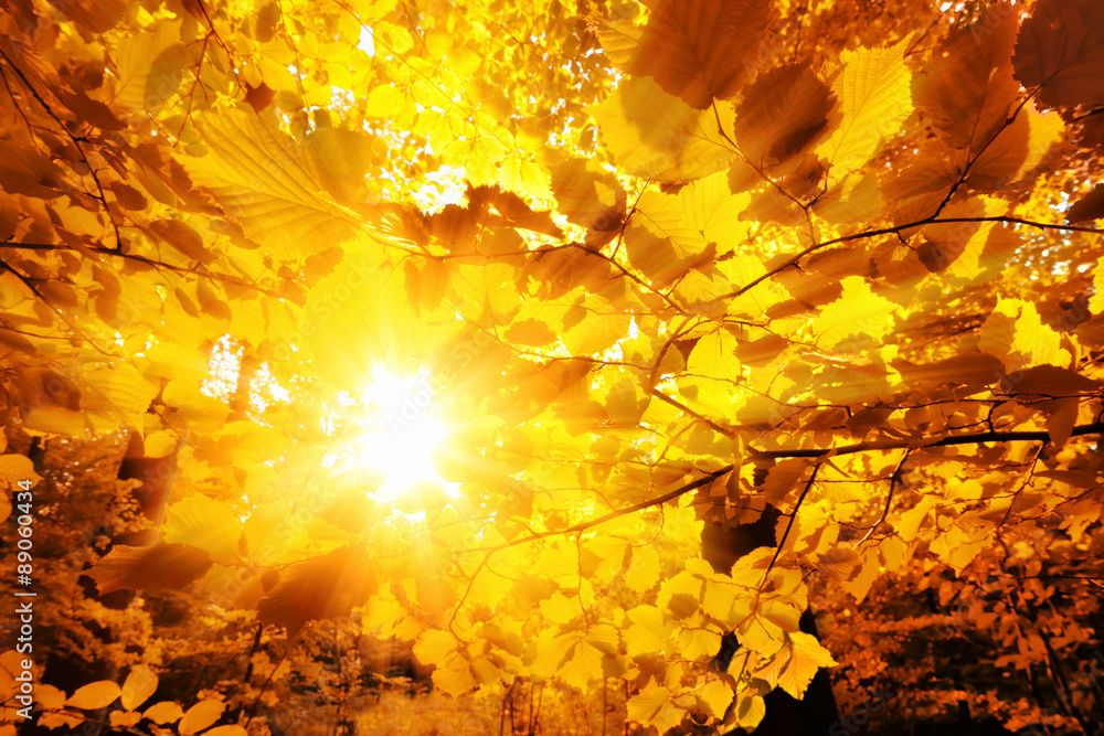 The sun shining through autumn leaves