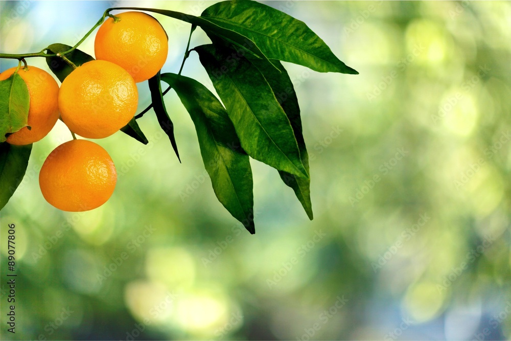 Orange Tree.