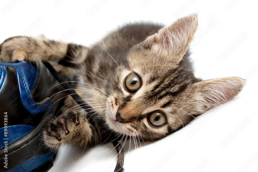 gray striped kitten playing with a boot