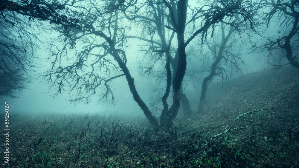 Trail through a mysterious dark old forest in fog. Autumn