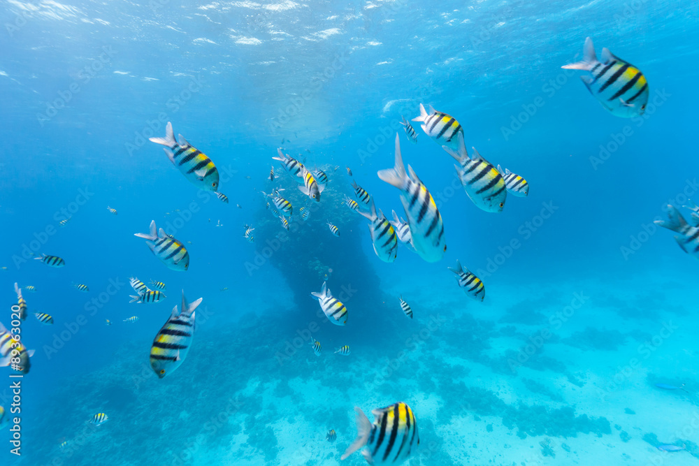 Underwater flock of fish