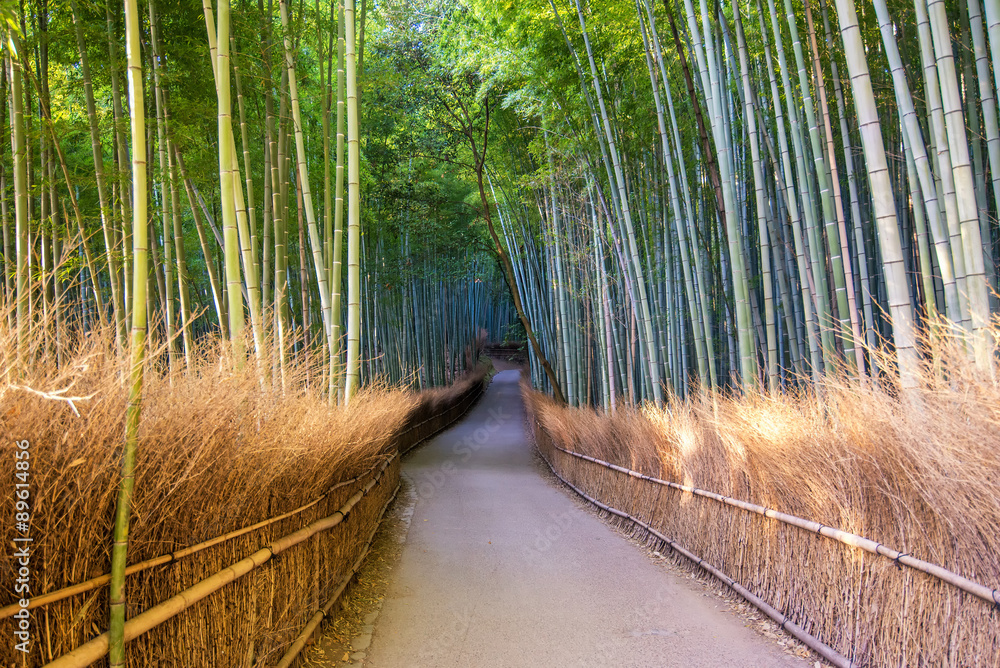 日本京都荒山竹林。